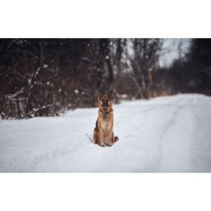 german-shepherd-cold