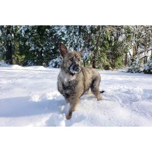 german-shepherdss-in-cold