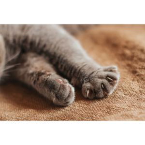 Alternatives-to-Declawing