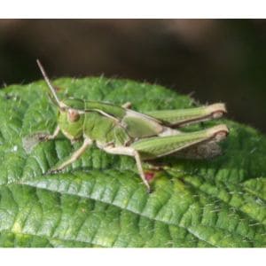 Are-Grasshoppers-Poisonous-To-Animals