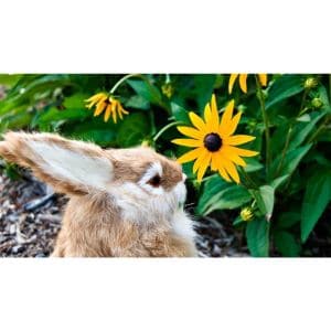 Are-Zinnias-Safe-for-Rabbits