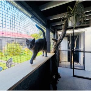 Avon-Cattery