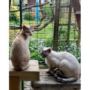 Banjaks-Devon-Rex