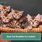 6 Best Cat Breeders in London! (2023)