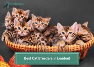 Best-Cat-Breeders-in-London-template