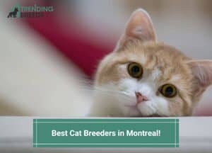 Best-Cat-Breeders-in-Montreal-template