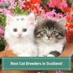4 Best Cat Breeders in Scotland! (2023)