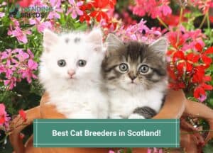 Best-Cat-Breeders-in-Scotland-template