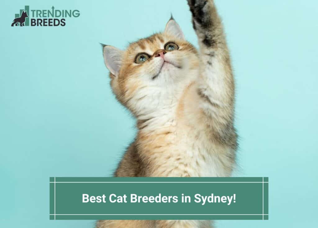 Best-Cat-Breeders-in-Sydney-template