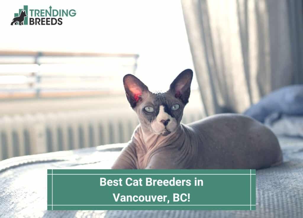 Best-Cat-Breeders-in-Vancouver-BC-template