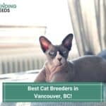 7 Best Cat Breeders in Vancouver, BC! (2022)
