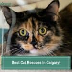 6 Best Cat Rescues in Calgary, Canada! (2023)