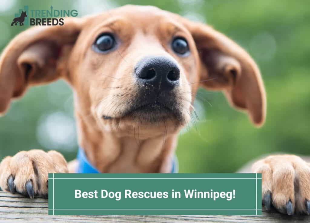 Best-Dog-Rescues-in-Winnipeg-template