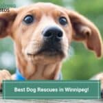 4 Best Dog Rescues in Winnipeg, Canada! (2023)