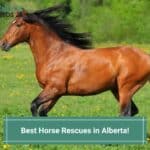 10 Best Horse Rescues in Alberta! (2023)