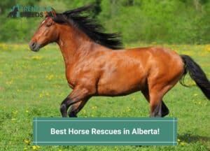 Best-Horse-Rescues-in-Alberta-template