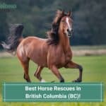 10 Best Horse Rescues in British Columbia (BC)! (2023)