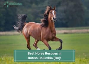 Best-Horse-Rescues-in-British-Columbia-template