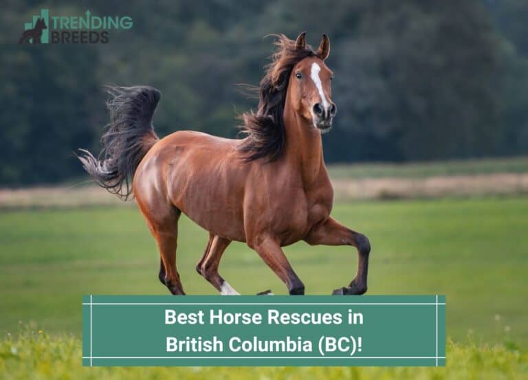 10 Best Horse Rescues in British Columbia (BC)! (2024)
