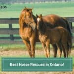 11 Best Horse Rescues in Ontario, Canada! (2023)