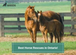 Best-Horse-Rescues-in-Ontario-template