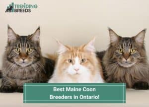 Best-Maine-Coon-Breeders-in-Ontario-template