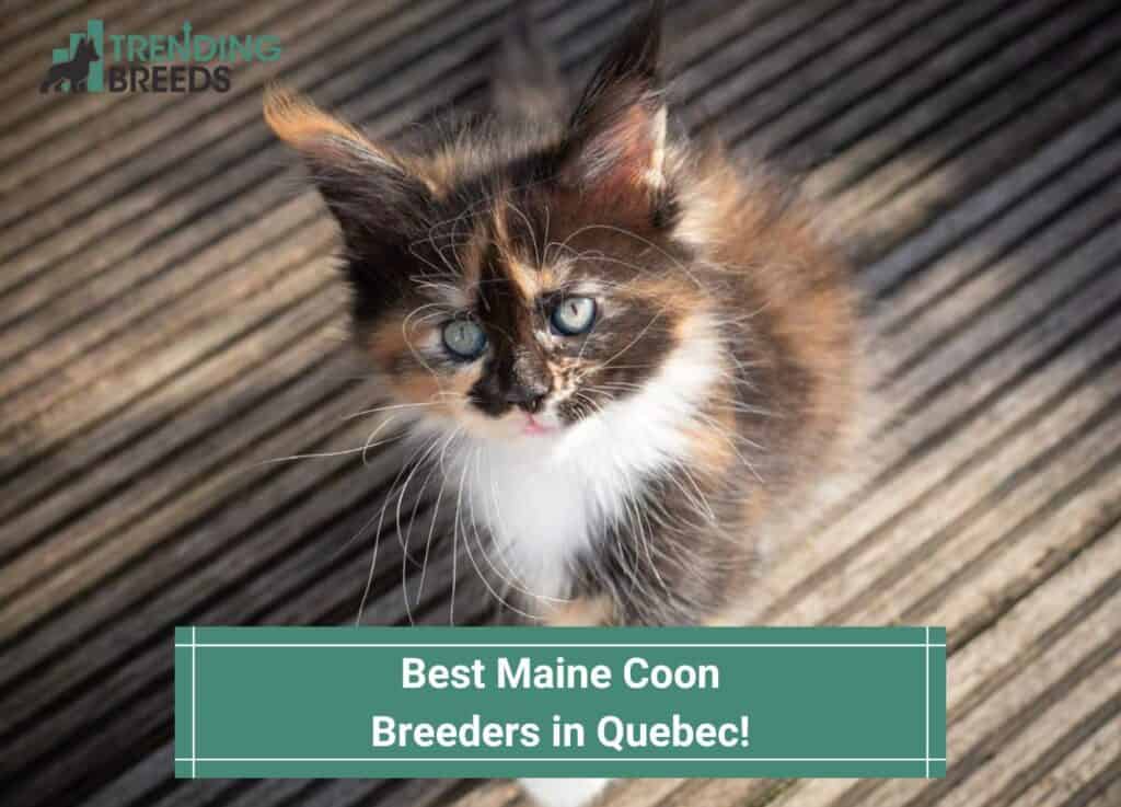 Best-Maine-Coon-Breeders-in-Quebec
