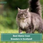 4 Best Maine Coon Breeders in Scotland! (2023)