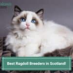 4 Best Ragdoll Breeders in Scotland! (2023)