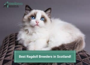 Best-Ragdoll-Breeders-in-Scotland-template