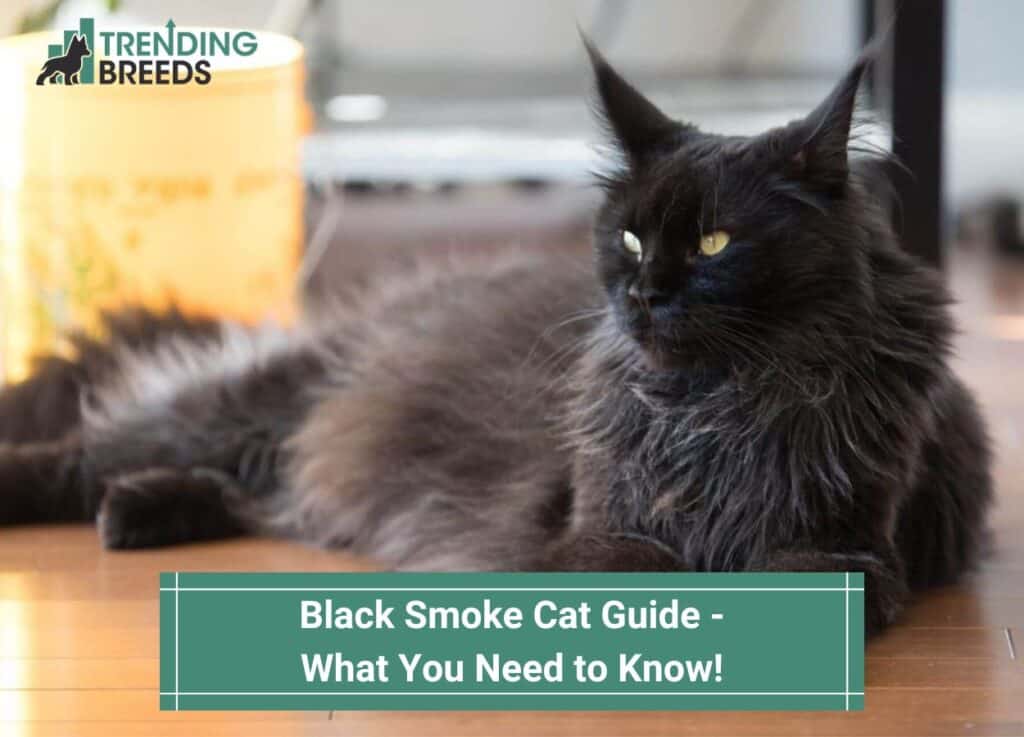 Black-Smoke-Cat-Guide-What-You-Need-to-Know-template