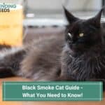 Black Smoke Cat Guide - What You Need to Know! (2023)
