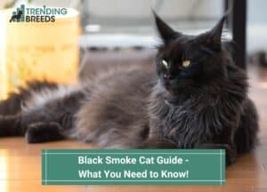 Black-Smoke-Cat-Guide-What-You-Need-to-Know-template