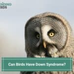 Can-Birds-Have-Down-Syndrome-template