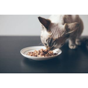 Can-Cats-With-Kidney-Disease-Eat-Chicken