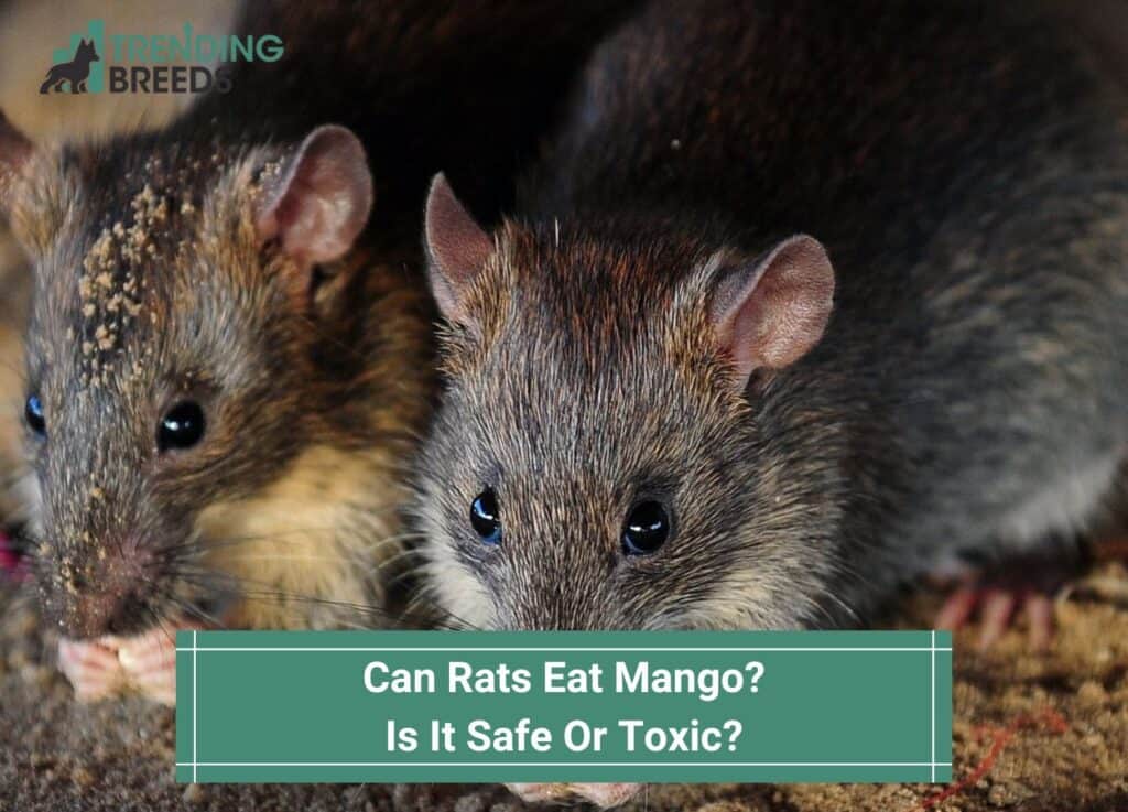 Can-Rats-Eat-Mango-Is-It-Safe-Or-Toxic-template