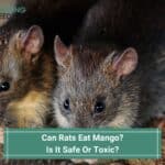 Can Rats Eat Mango? Is It Safe Or Toxic? (2023)