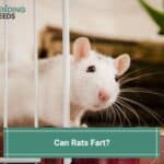 Can Rats Fart? (2023)