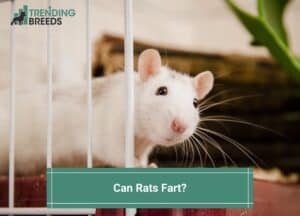 Can-Rats-Fart-template