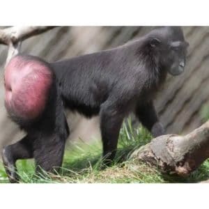 Can-a-Baboon-Make-Her-Bottom-Red-Willingl