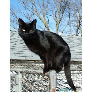 Characteristics-of-Black-Smoke-Cats