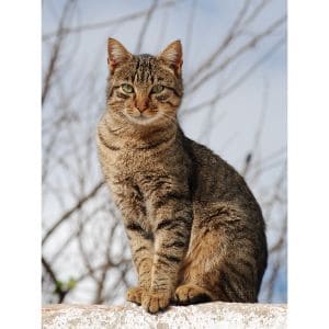 Conclusion-For-Best-Cat-Breeders-in-Sydney