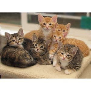 Conclusion-For-Best-Cat-Rescues-in-Calgary