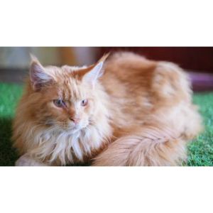 Conclusion-For-Best-Maine-Coon-Breeders-in-Ontario