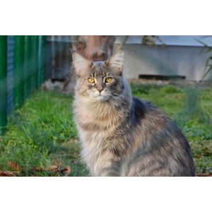 Conclusion-For-Best-Maine-Coon-Breeders-in-Scotland