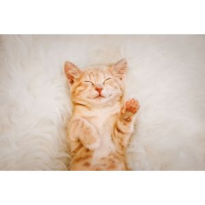 Conclusion-For-List-of-Cat-Breeders-in-Ottawa-Find-Local-Cat-Breeders-Near-You