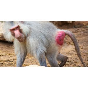 Conclusion-For-Why-Do-Monkeys-Have-Red-Bottoms