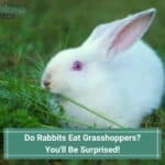 Do Rabbits Eat Grasshoppers? You'll Be Surprised! (2023)