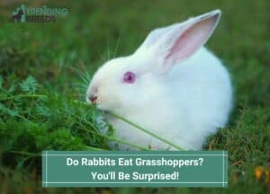 Do-Rabbits-Eat-Grasshoppers-Youll-Be-Surprised-template