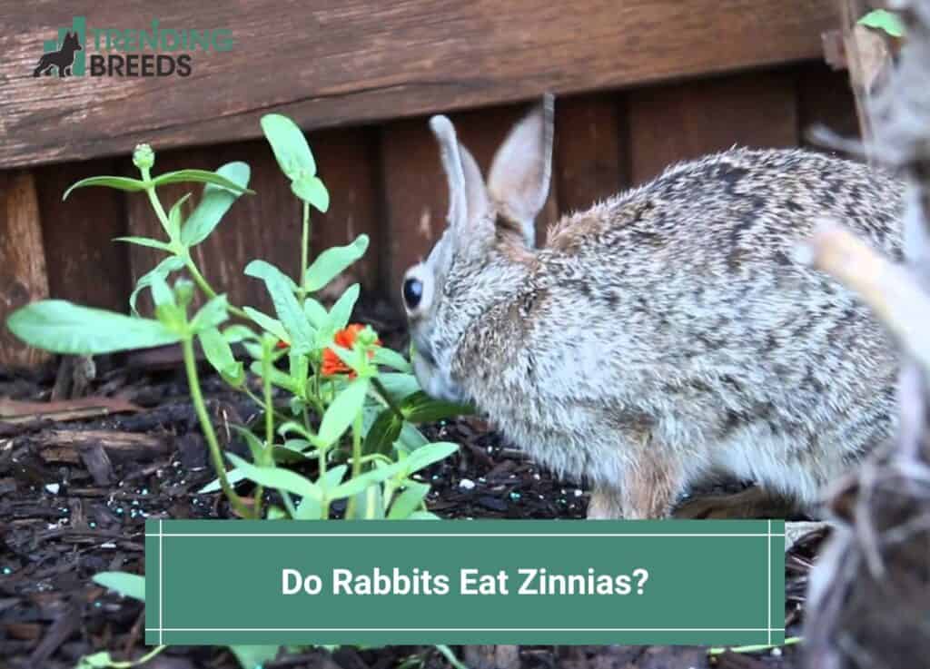 Do Rabbits Eat Zinnias? What You Should Know! (2024)